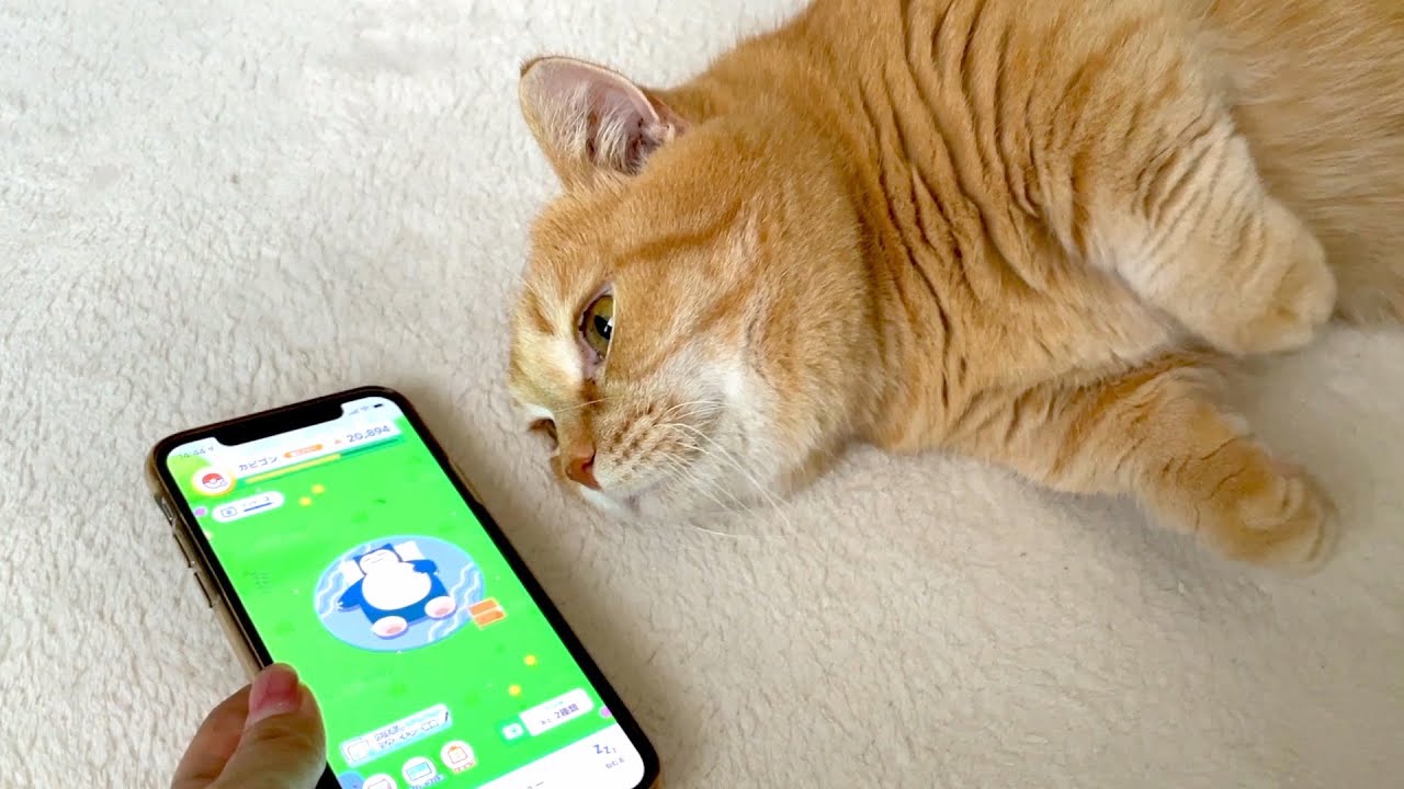 愛猫のお昼寝をポケモンスリープで測ってみたらすごいことが起きたw