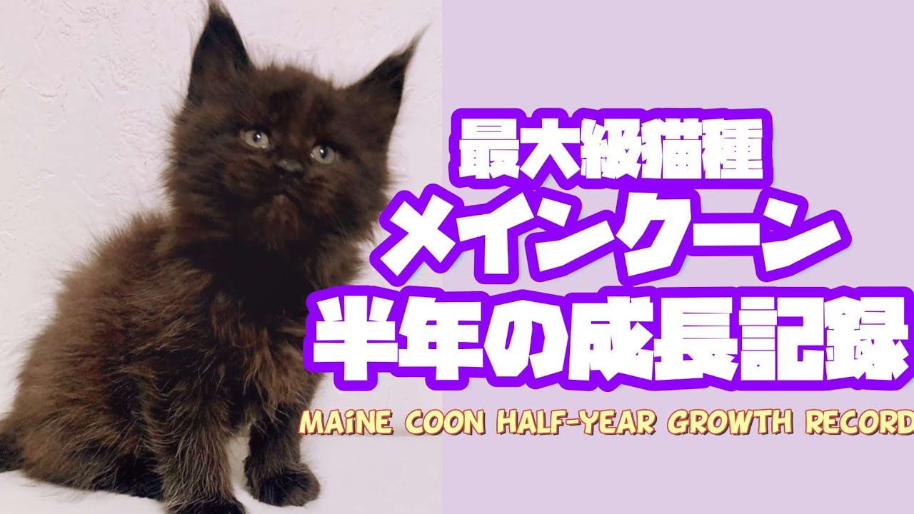 【メインクーン成長記録】ロデム様も大きくなったでございます Maine Coon's six-month growth record