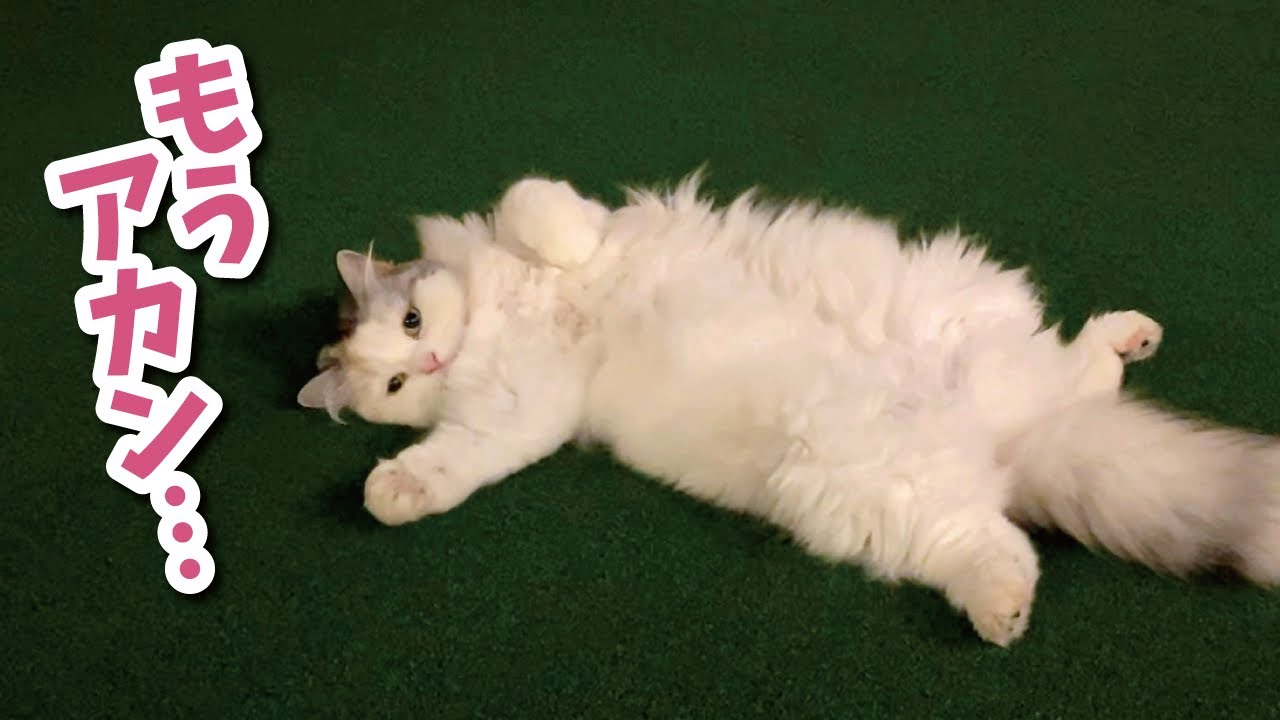 ジャグジーの水を飲みすぎた猫が大変な姿になってしまいました！【関西弁でしゃべる猫】