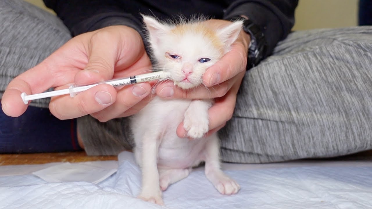 風邪を引いてしまった子猫たちの様子