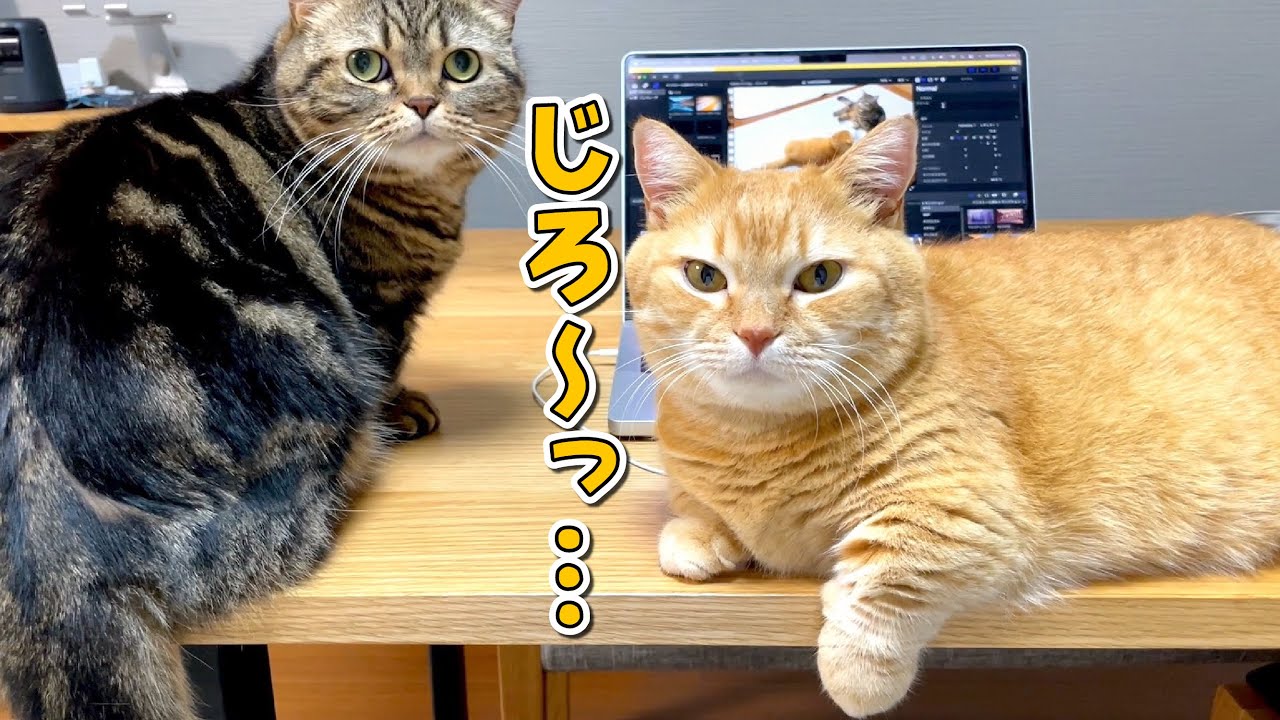パソコンの前に来て無言の圧をかけてくる猫たちが可愛すぎる！