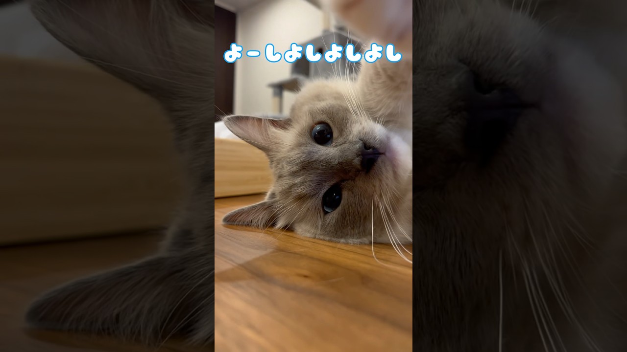 【なでてくれる猫】#ねこ #ラグドール #猫 #cat #고양이 #ragdollcat #猫動画  #ragdollcats #shorts #大型猫 #かわいい猫 #おもしろい動物 #癒し