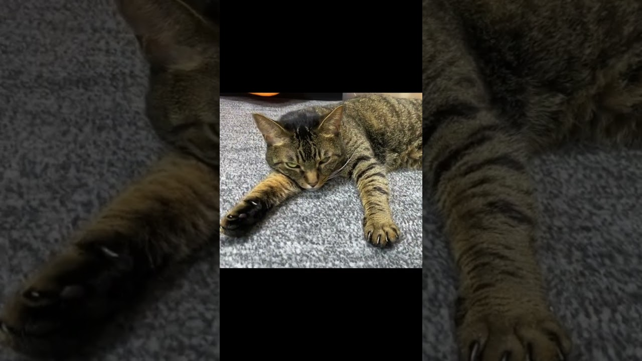 凶暴猫に無視される哀れな飼い主... #猫 #てん #ふく