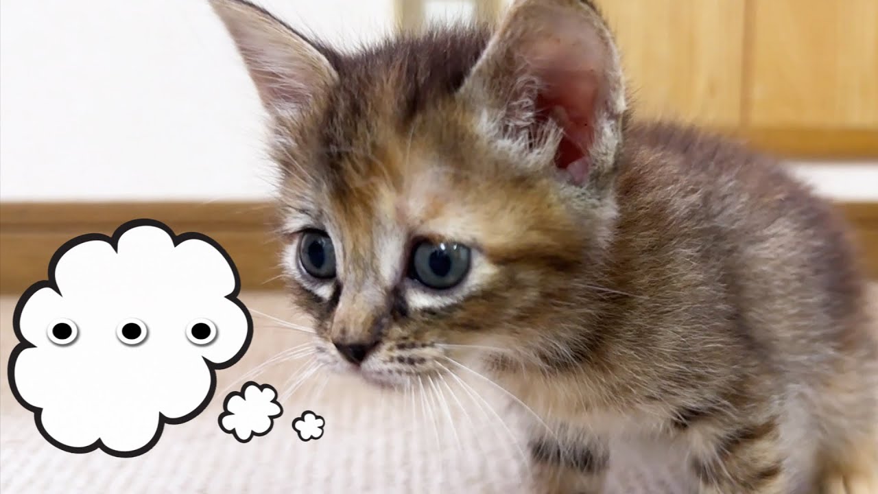 初めてボールを子猫に見せると怖がってしまいました…