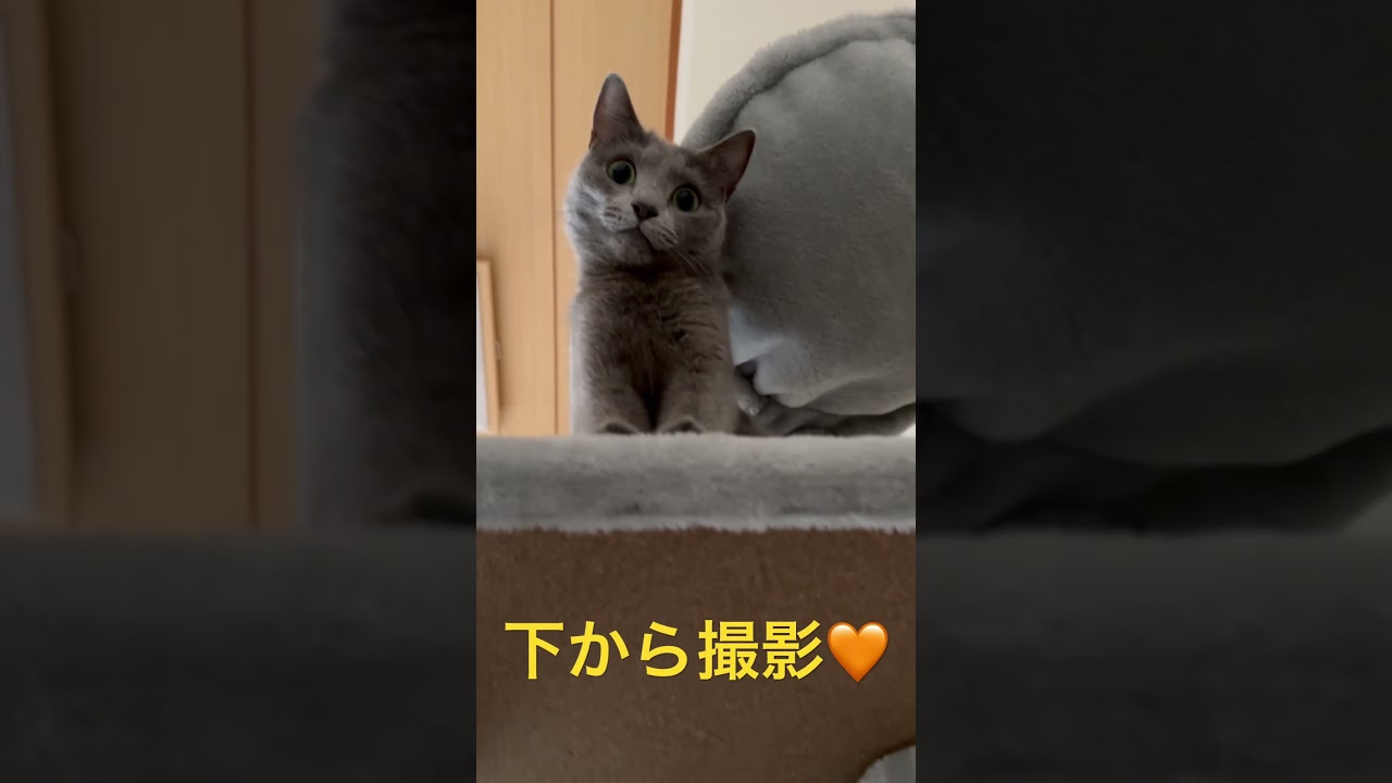 ぬいぐるみ💛のように可愛過ぎる猫（ロシアンブルー）#shorts