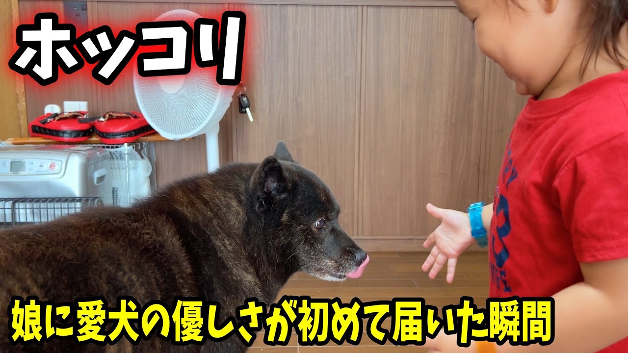 拒否され続けた愛犬の優しさが、やっと伝わったようです