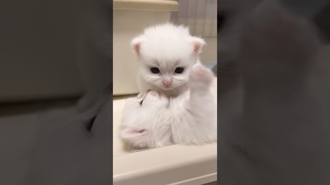 #shorts #ミヌエット #マンチカン #子猫 #白猫 #短足マンチカン