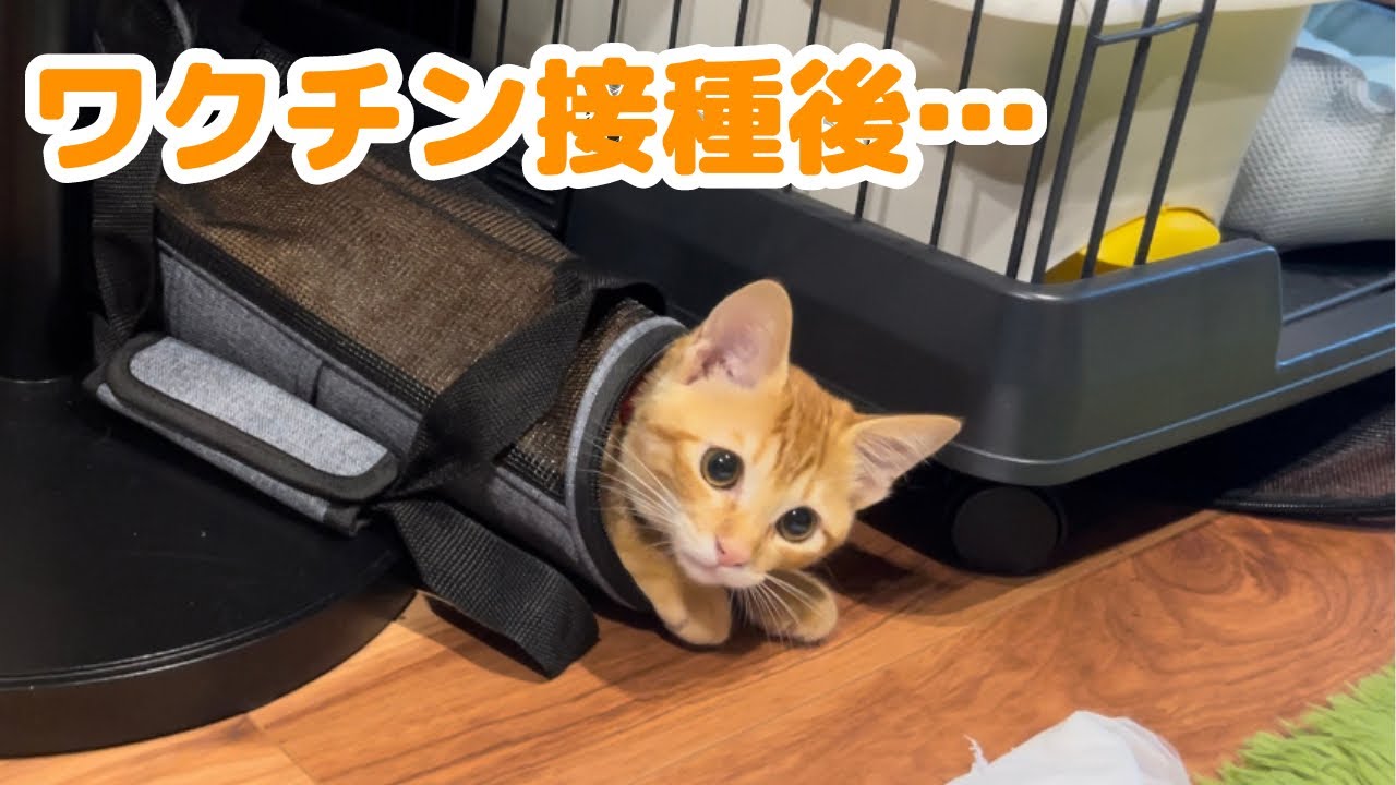 【保護猫】茶トラの子猫がワクチン接種したら異変が起こりました