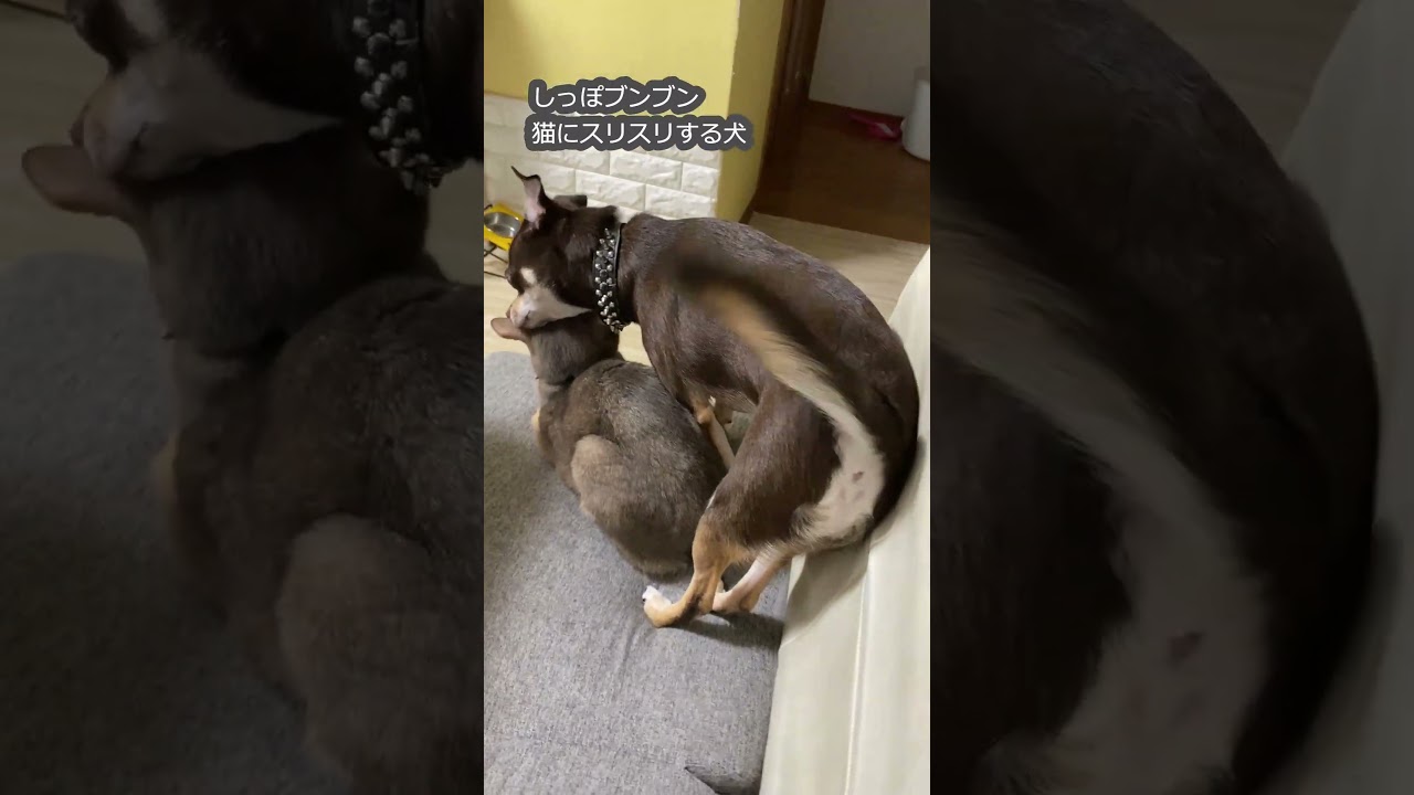 (アビ&チワワ) しっぽブンブン 猫にスリスリする犬 #shorts #アビシニアン #チワワ #犬のいる暮らし #猫のいる暮らし