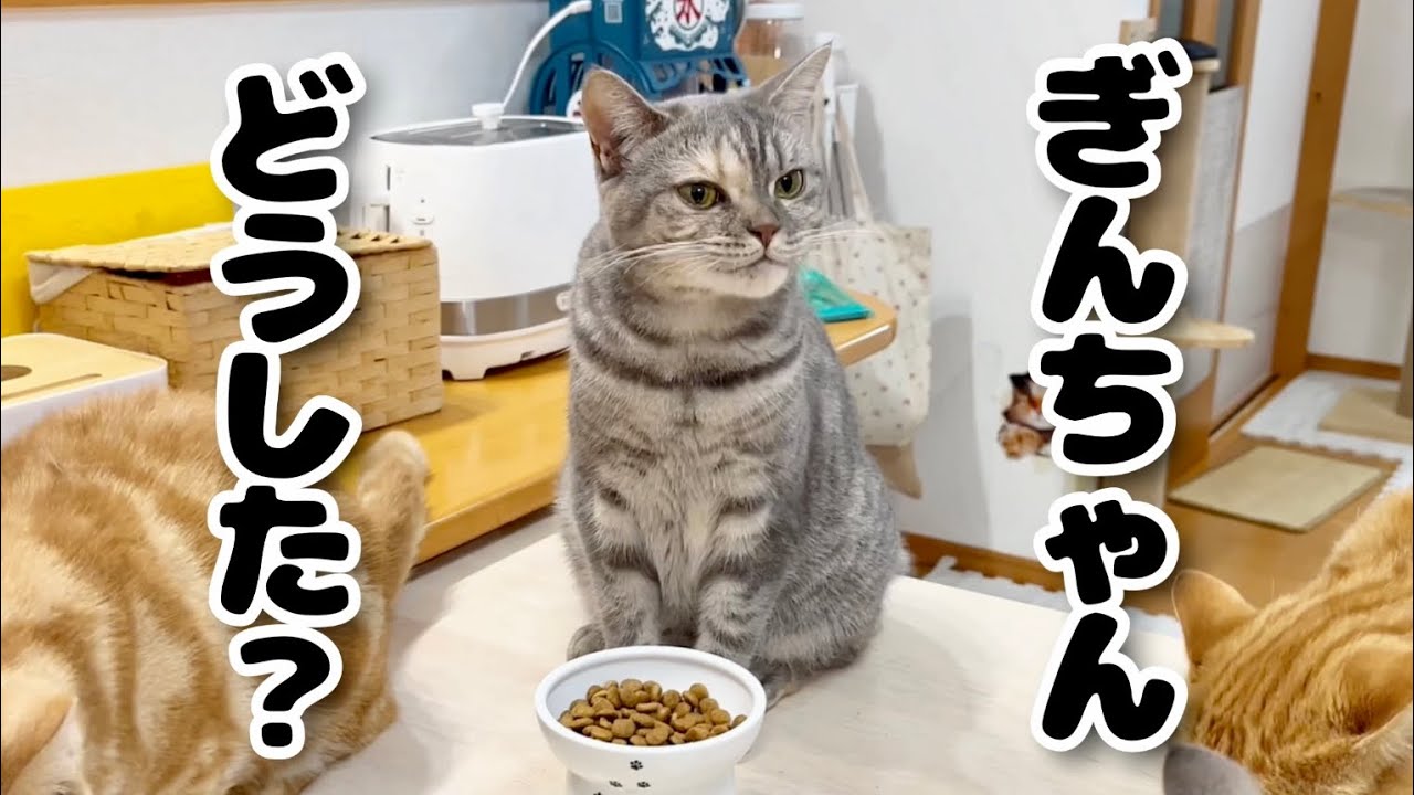 あれ？ぎんちゃんの食欲が... #猫 #マンチカン