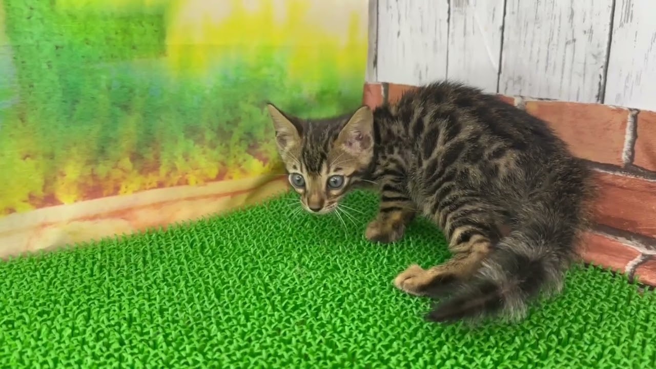 Coo&RIKU　No648442ベンガル