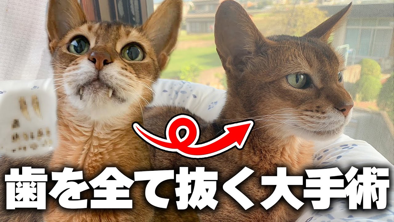 14歳の老猫が歯を全て抜くという大手術に挑んだ結果…