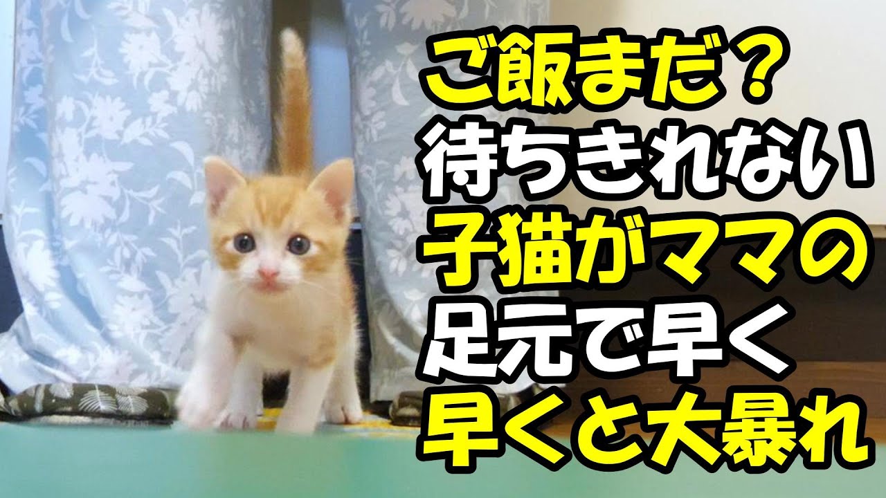 ご飯が待ちきれない子猫たちがママの足元で大暴れ【赤ちゃん猫　保護猫】
