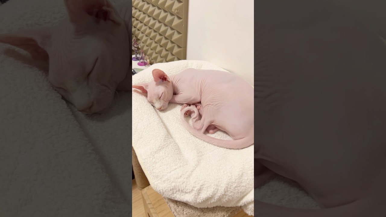 眠りながらゴロゴロいう毛のない猫【スフィンクス猫】