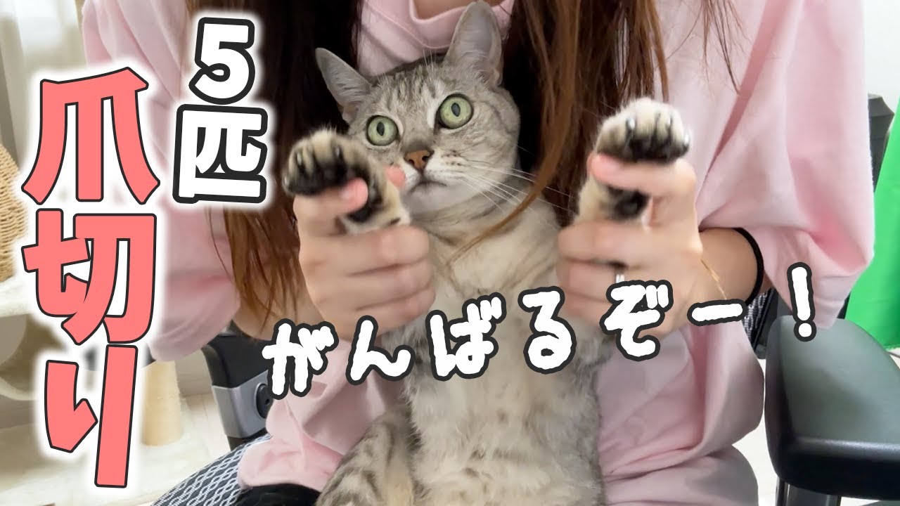 初めて猫５匹まとめて爪切りします！【娘帰宅ハプニングありｗ】