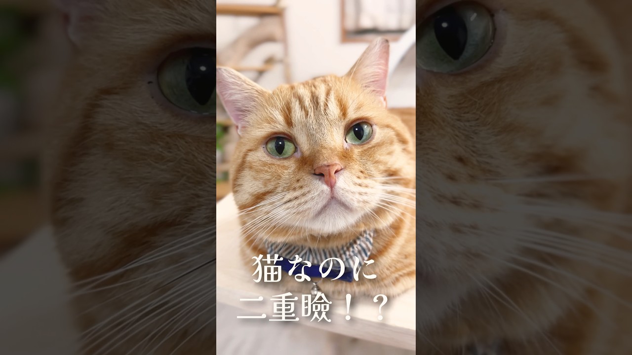 猫なのに二重瞼！？ #猫 #マンチカン #shorts