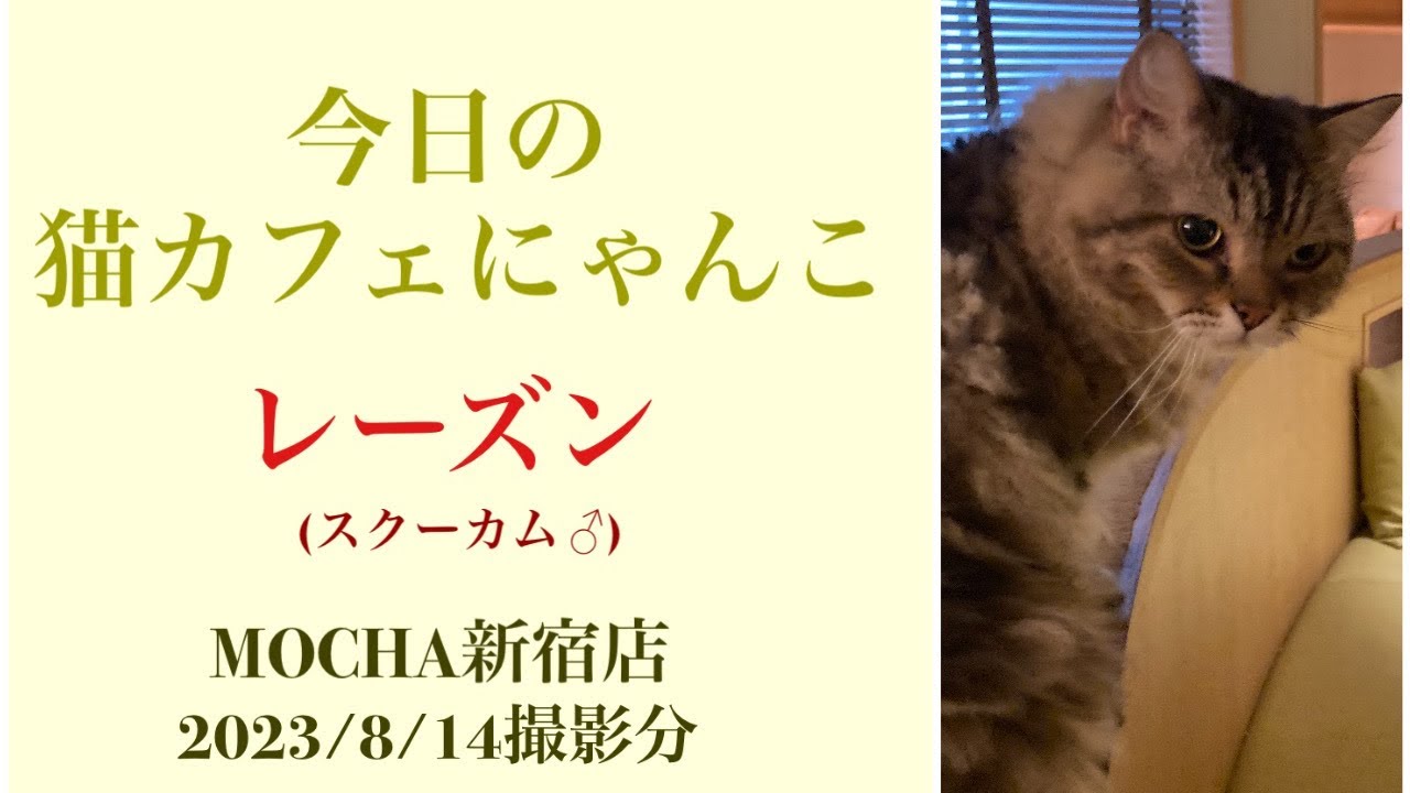今日の猫カフェにゃんこ　🐱レーズン🐱　(スクーカム♂)　#猫カフェモカラウンジ新宿店　2023/8/14撮影　#cat　#ねこ 　#にゃんこ　#ねこカフェ