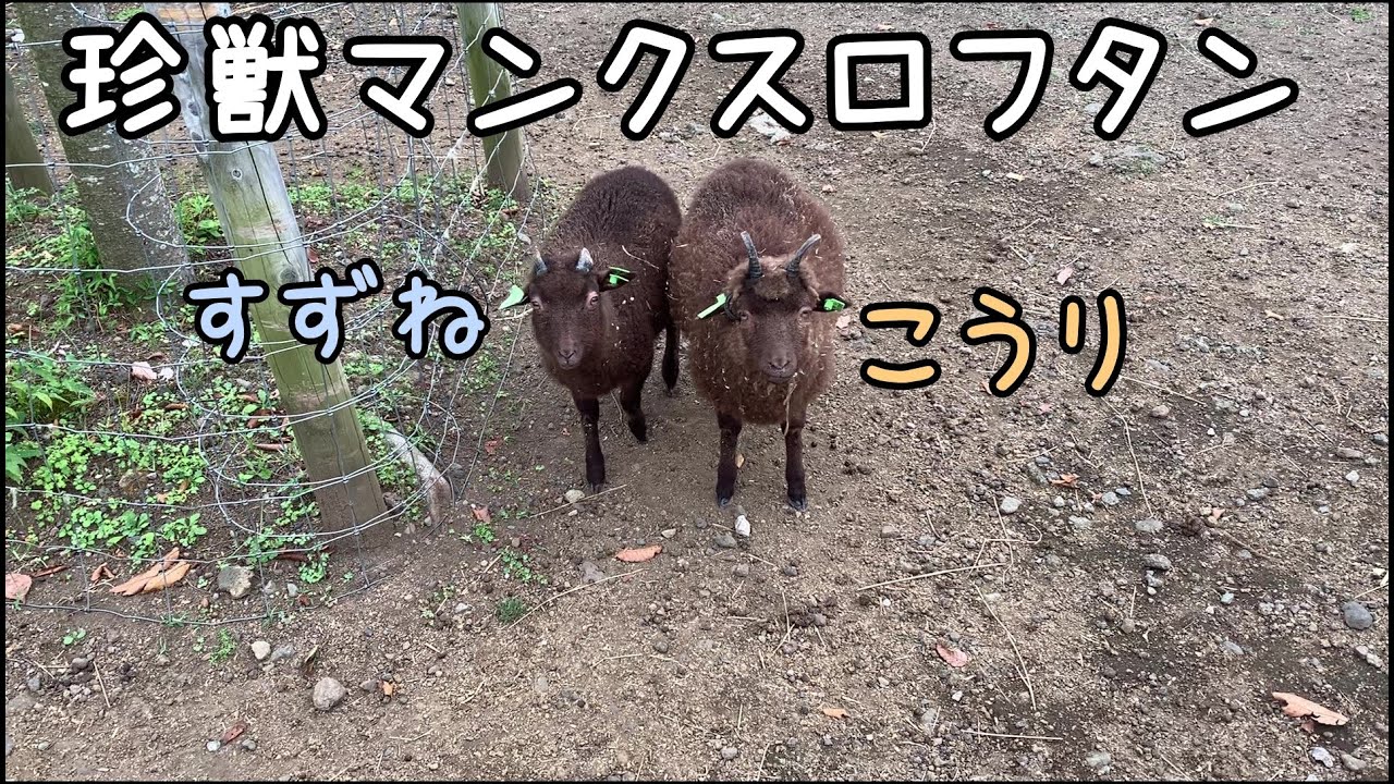 【レアシープ】マンクスロフタンの子羊とふれあう【まかいの牧場】