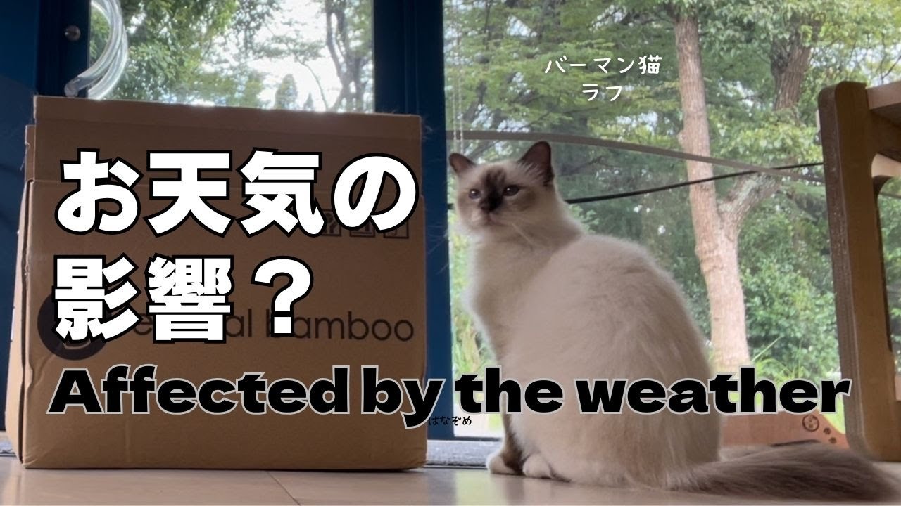 バーマン猫ラフ【お天気の影響？】Affected by the weather（バーマン猫）Birman/Cat