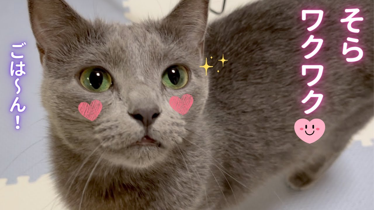 そらちゃんワクワク♡ドキドキ♡（ロシアンブルー）