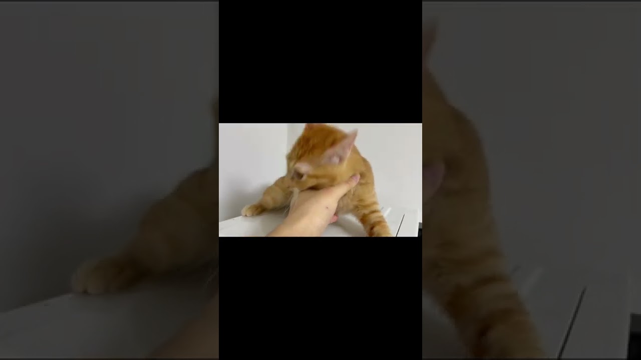 興奮しすぎて犬みたいになる猫