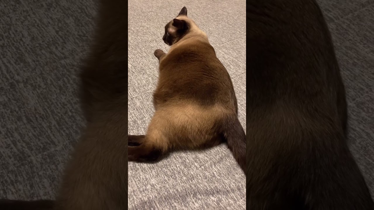 シャム猫のかわいいおしり