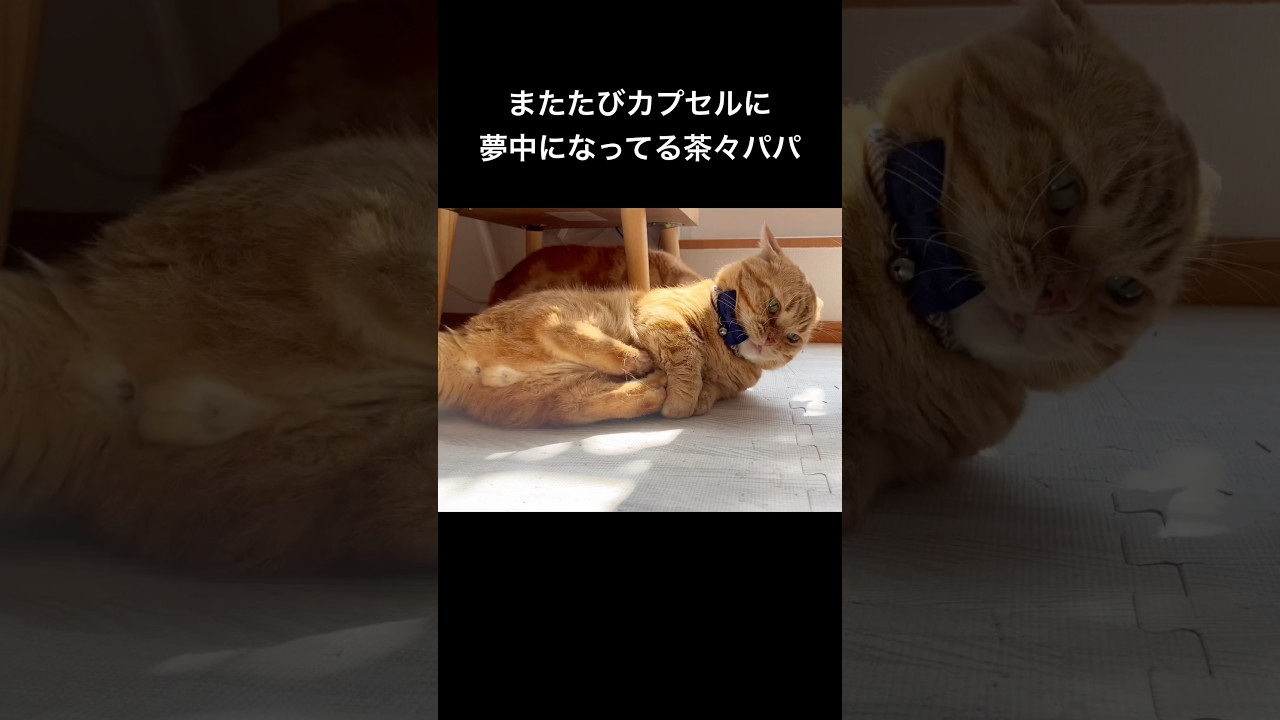 またたびカプセルに夢中になってる茶々パパ #猫 #マンチカン #shorts