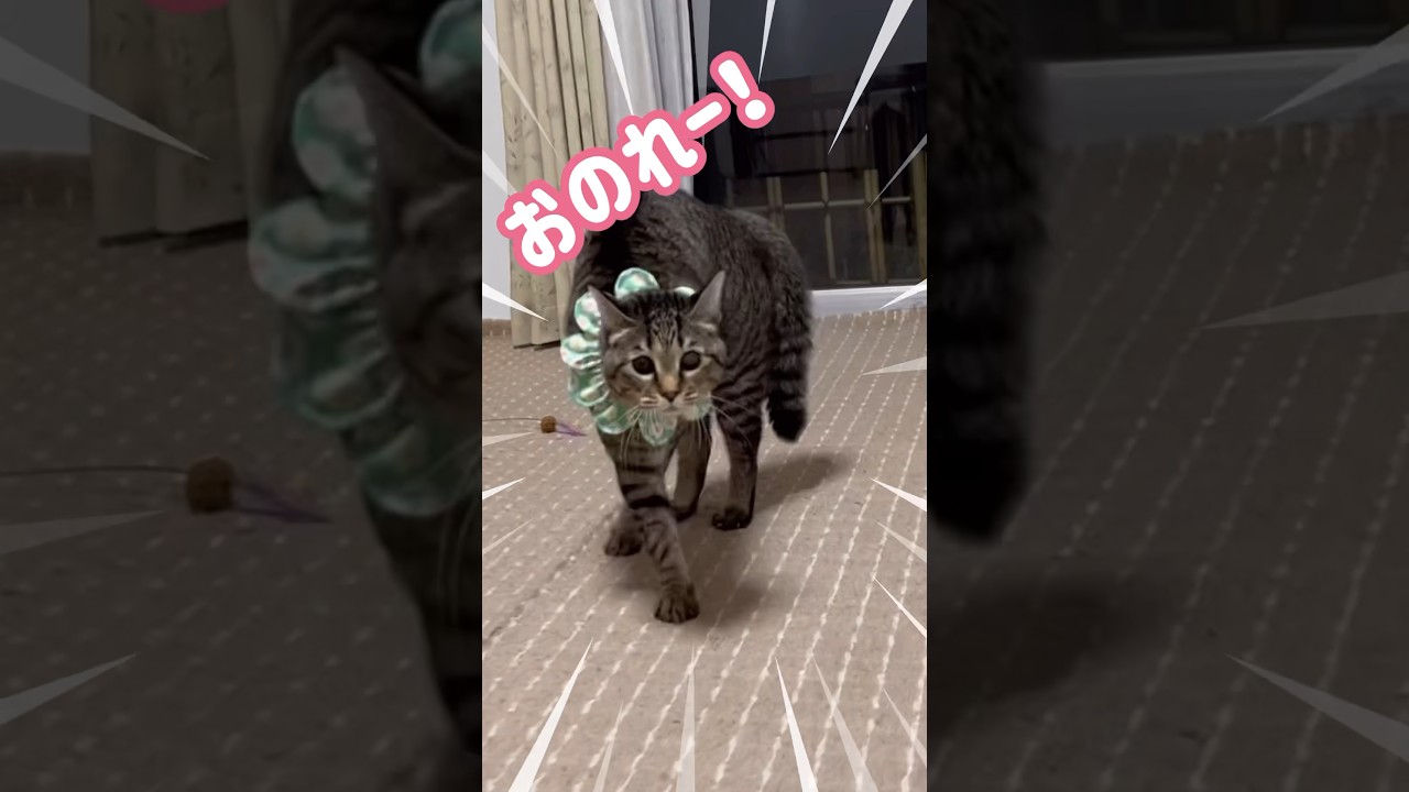 逃げ出す猫がコチラ❣️ #cat #고양이 #保護猫動画 #猫