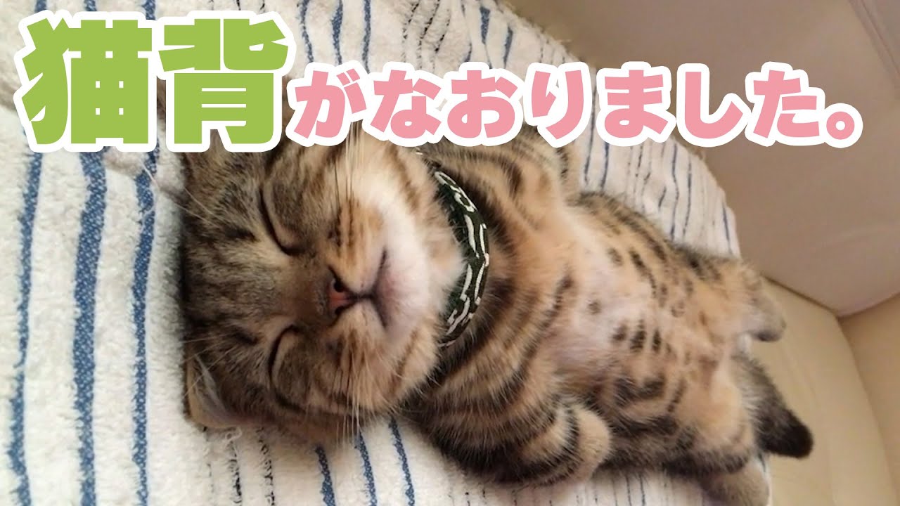まっすぐすぎるヘソ天にゃんこ｜PECO
