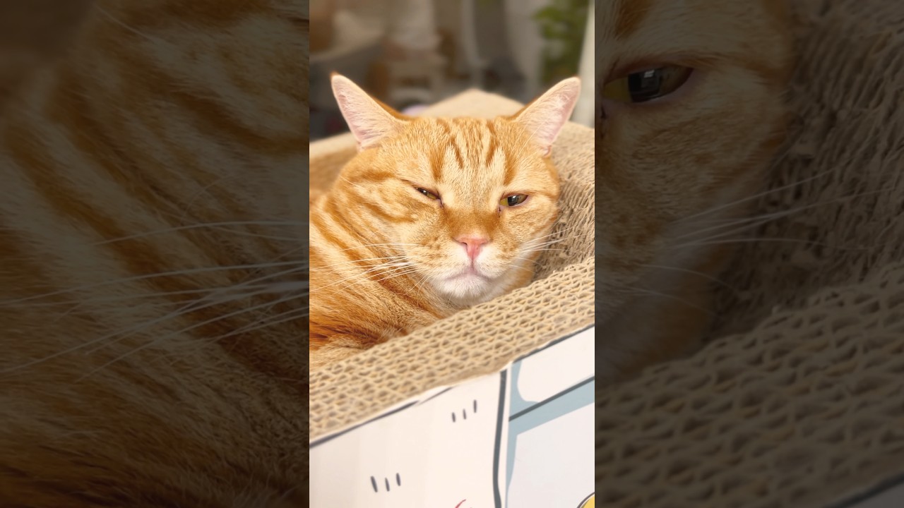 受かるでしょうか... #猫 #マンチカン #shorts