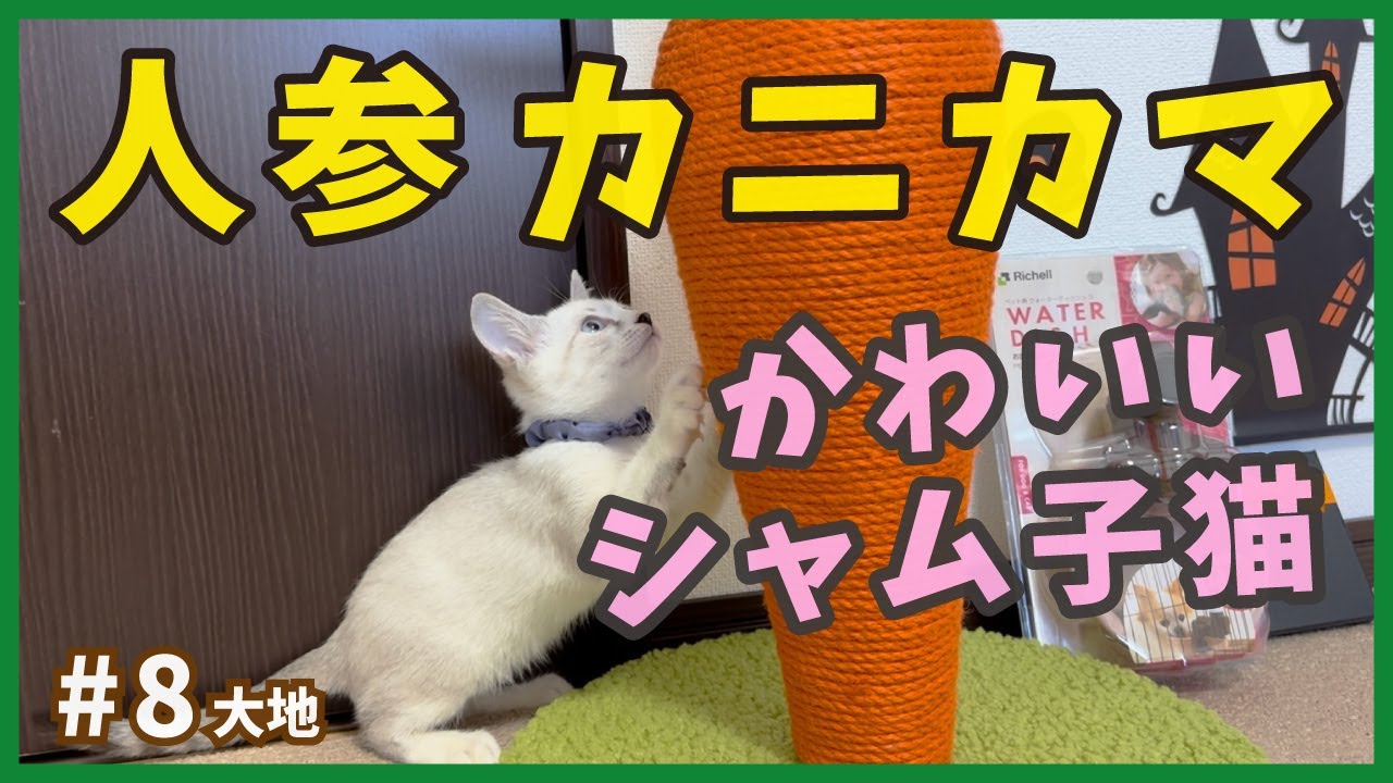 【保護 シャムミックス】元野良猫イケニャンが人参、カニカマと食欲の秋に挑戦！【野良シャム・大地8】/ Kitten  protection
