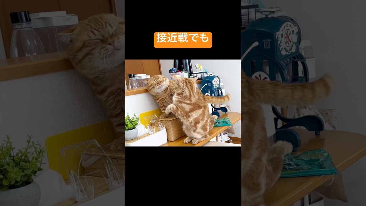 マンチカンのパンチは接近戦でも当たらない #猫 #マンチカン #shorts