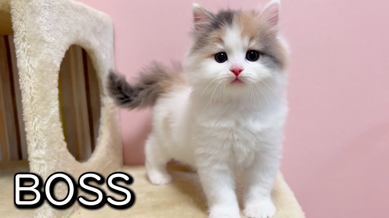 【マンチカンの子猫】三毛の回を撮ったらBOSSが出てきた件 ∼猫のいる生活Vol.805~ 出産動画 マンチカン短足・ミヌエット・ペルシャ猫専門ブリーダー『ペット蔵人』【子猫の成長記録】