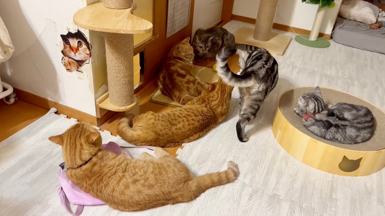 ちゃーぼーを毛繕いしてる茶々パパ...途中からみゅうちゃんのバッグを死守することに夢中になる！ #猫 #マンチカン