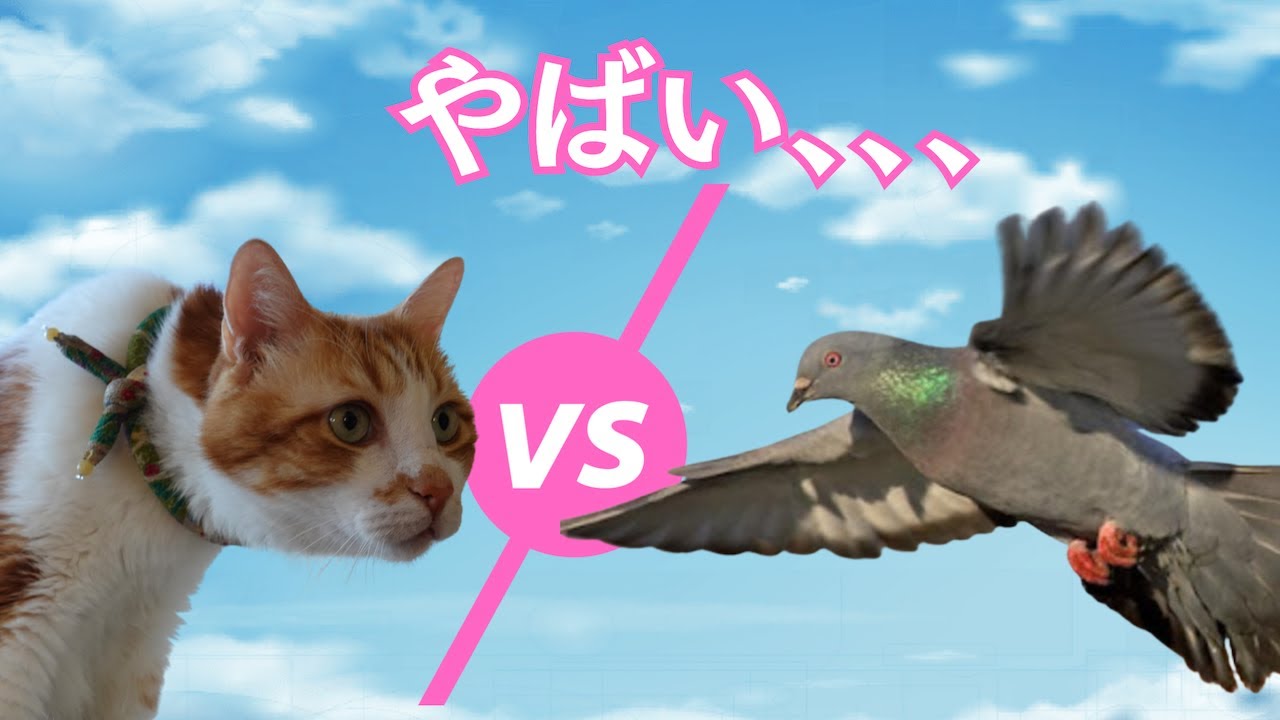 ベランダに落下した鳩を救出できるのか　うちの猫ったら鳩に・・・