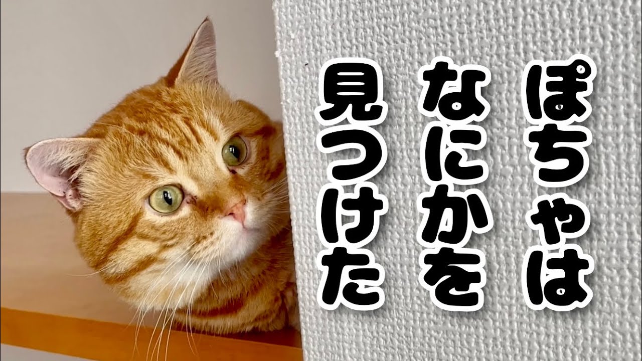 マンチカンのぽちゃくんはなにかを見つけました！ #猫 #マンチカン