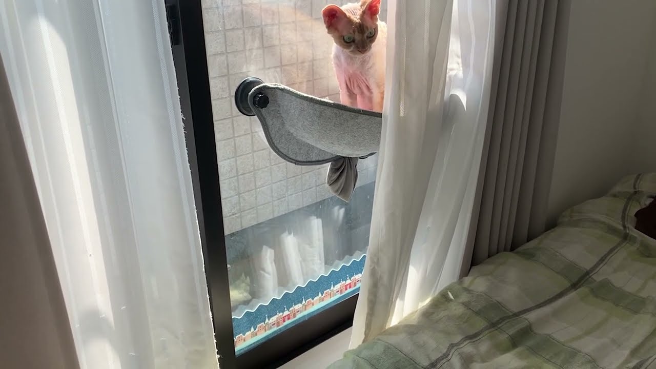 デボンレックス兄が弟の愛用ハンモックをチェックしています(Devon Rex cat checking his younger brother's favorite hammock)