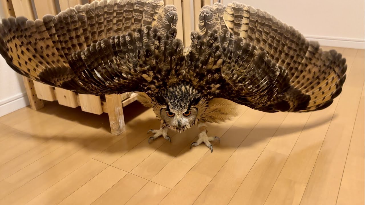 #853 靴下に激おこフクロウ Owl angry at socks 【ベンガルワシミミズク】