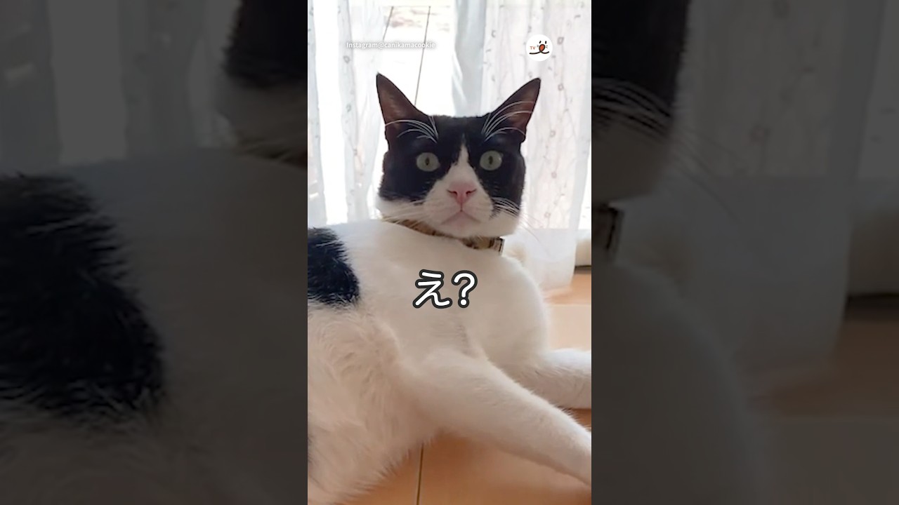 勝手に嗅いだのに…｜PECO #フレーメン反応 #ハチワレ #ソマリ #保護猫 #猫 #猫のいる暮らし #tuxedo #somalicat #cat #catlover #catvideos