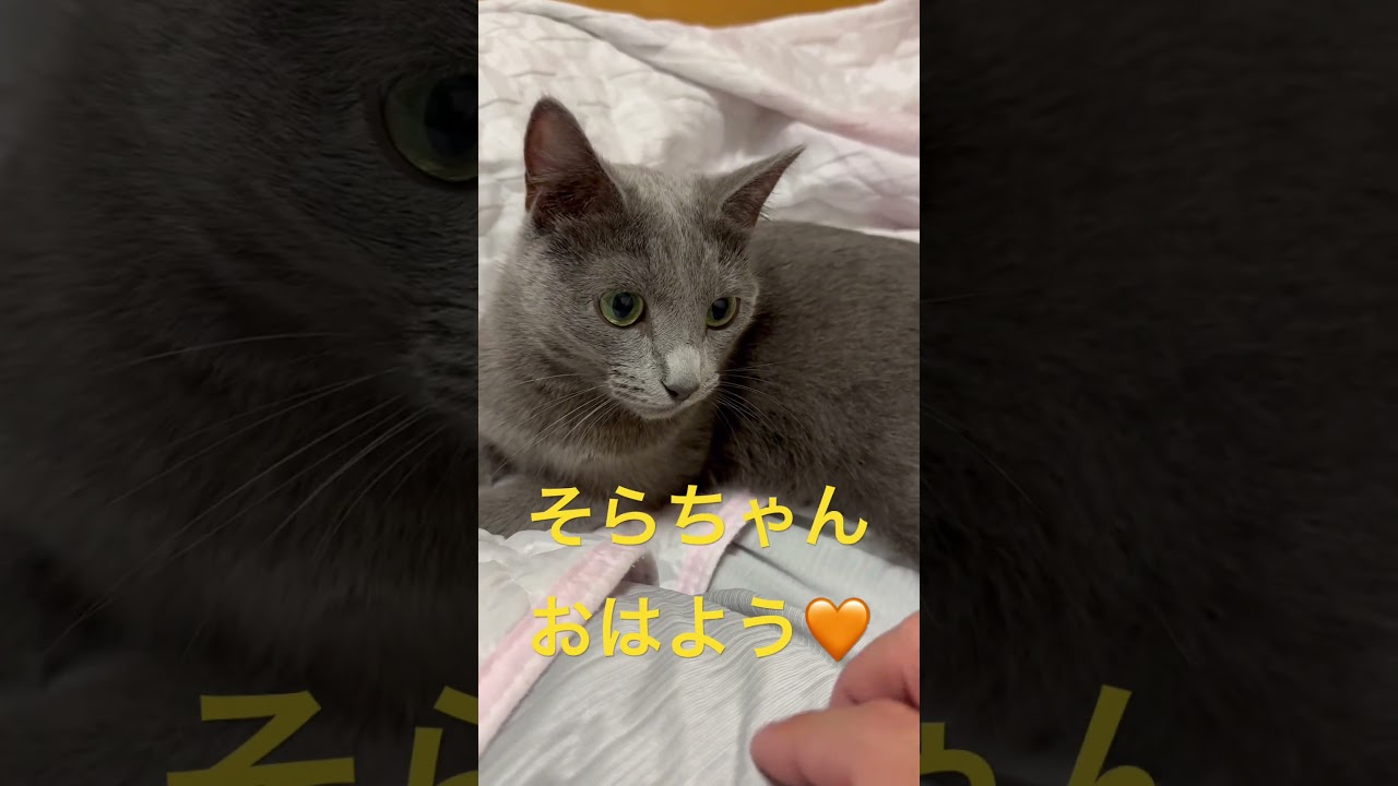 美少女猫が噛む瞬間見る？（ロシアンブルー）#shorts