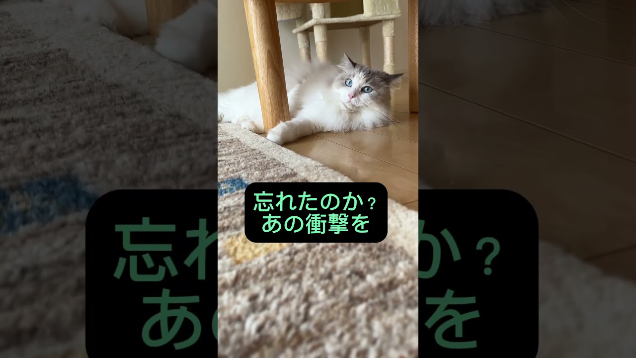 あっ！危ない　ルンバに攻撃される猫#ラグドール #猫 #ルンバ