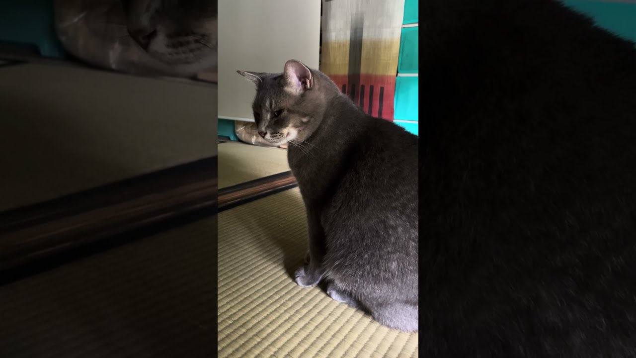 #風の猫　カリカリのお皿が無いと聞いて残念そうな猫…　#shorts #さっちゃん