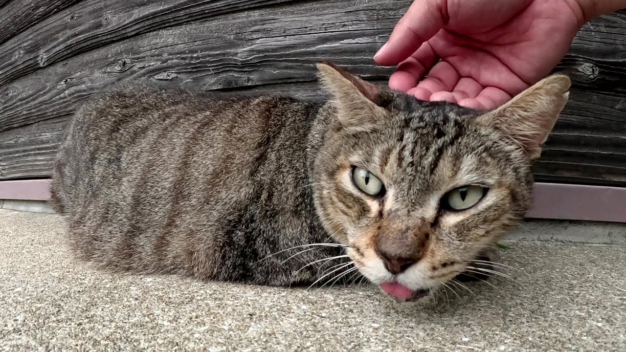 キジトラ猫をモフっていたらツンデレのベンガル猫も近寄って来た