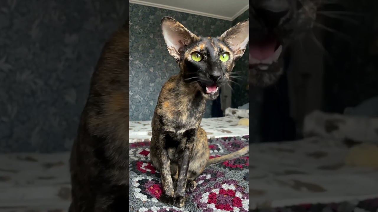 Oriental Shortair tortie cat chirp-honking at birds || ekekekkekkek