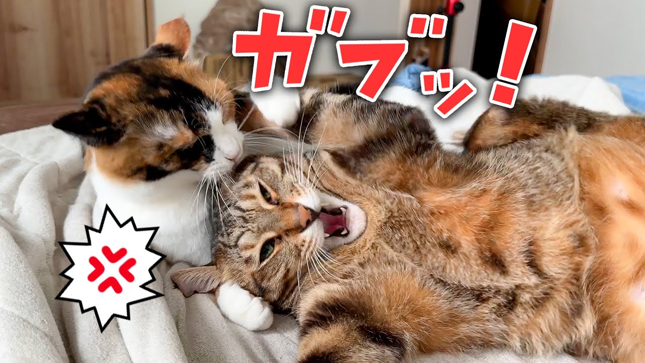 大好きな兄猫に無視されてキレて噛みついてしまうメス猫が嫉妬深すぎましたwww