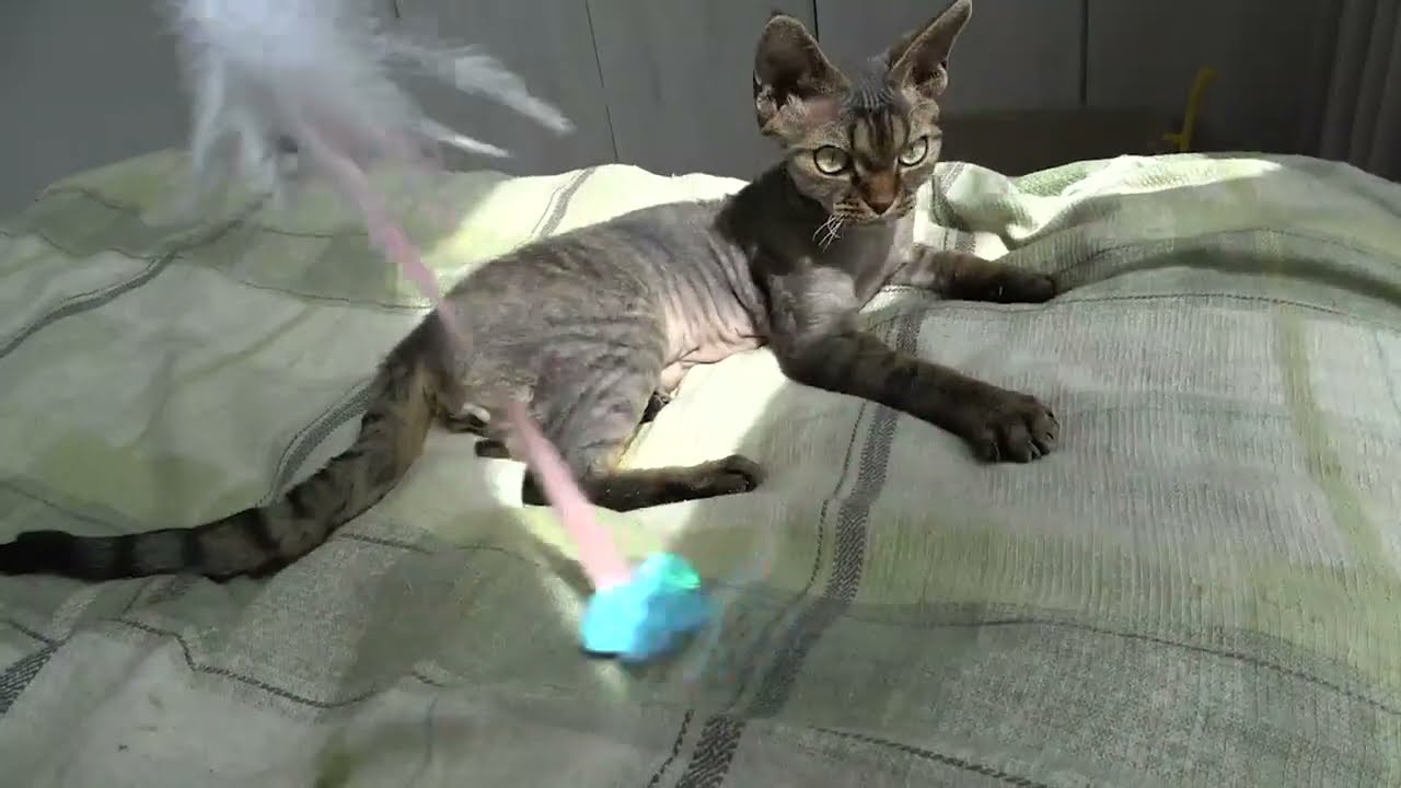 デボンレックス子猫は猫じゃらしで遊ぶのが大好きです(Devon Rex kitten loves to play with a cat toy)