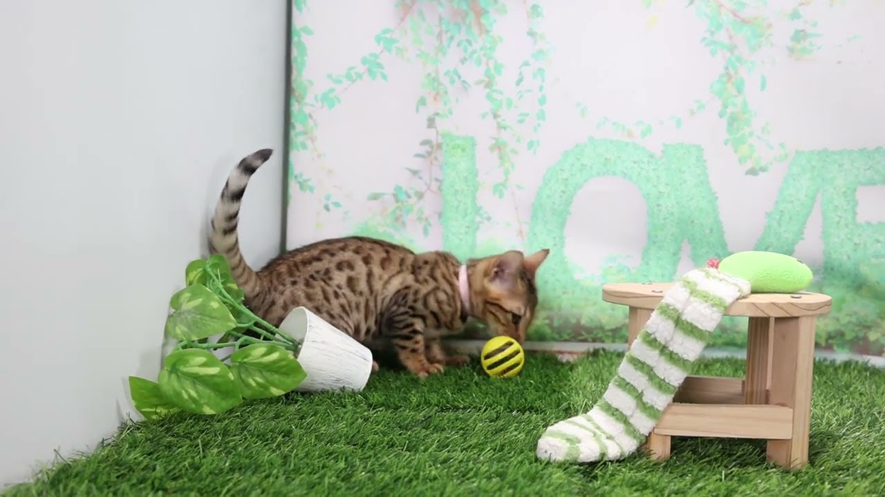 Coo&RIKU　No646896 ベンガル