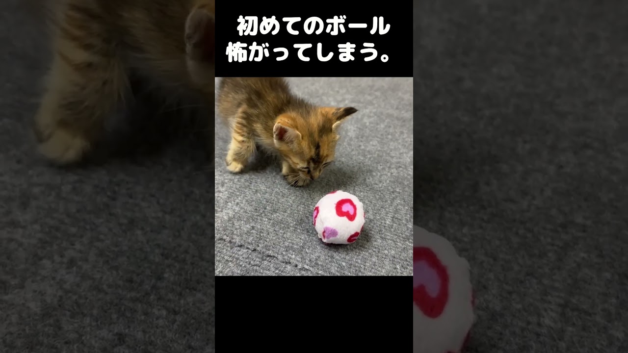 初めてのボールに怖がってしまう子猫たち　#shorts