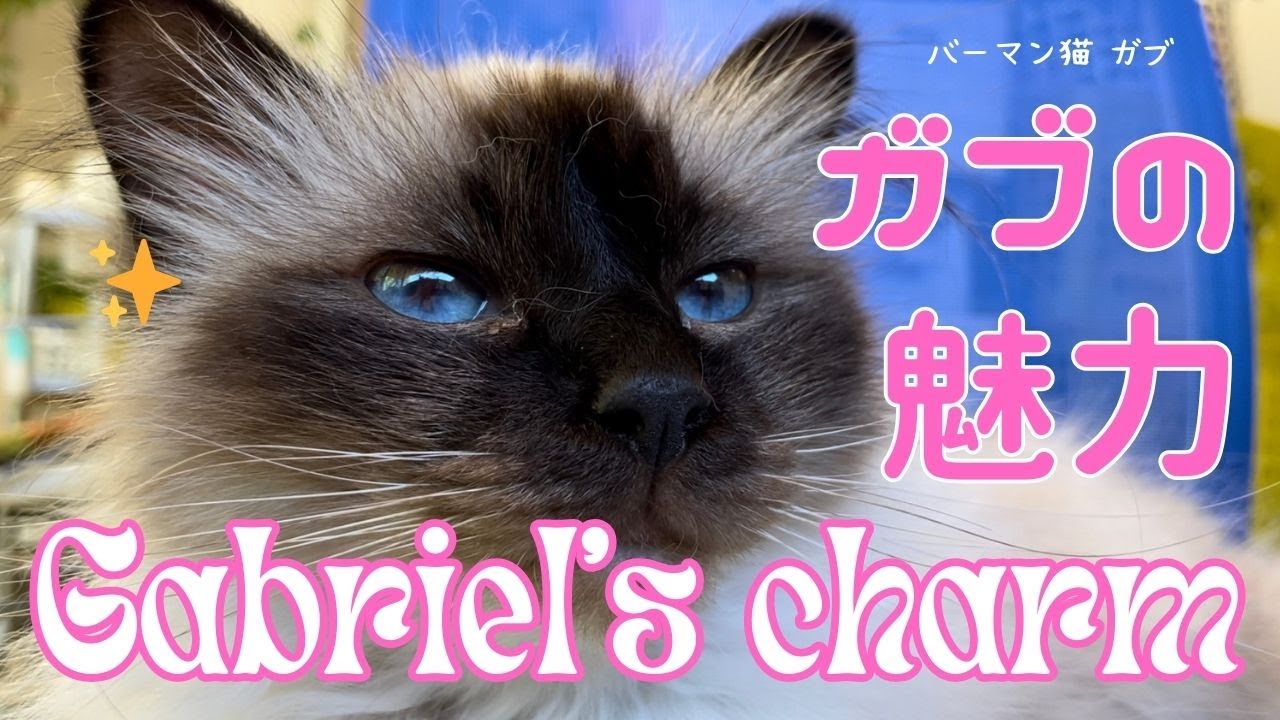 バーマン猫ガブ【ガブの魅力】Gabriel's charm（バーマン猫）Birman/Cat