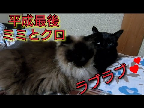 平成最後の元保護猫 ヒマラヤン ミミちゃん 黒猫 クロちゃん Himalayan  猫 cat 渡辺ボス